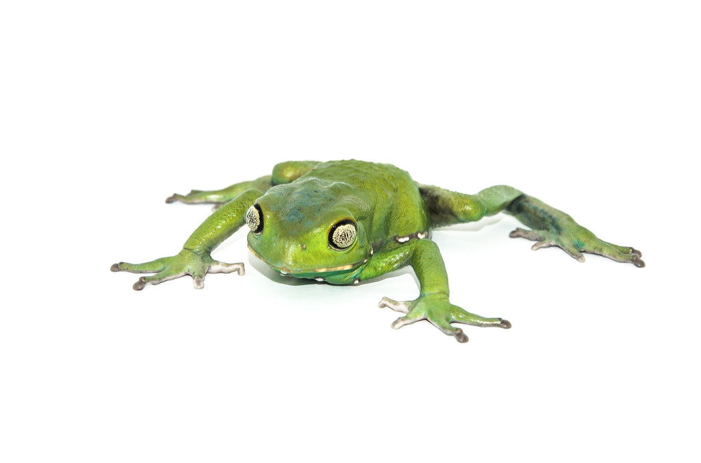 Waxy Monkey Tree Frog